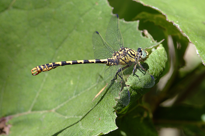 Da determinare 1 - Onychogomphus forcipatus unguiculatus